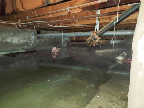 Best Local water damage restoration  in Bliss Corner, MA